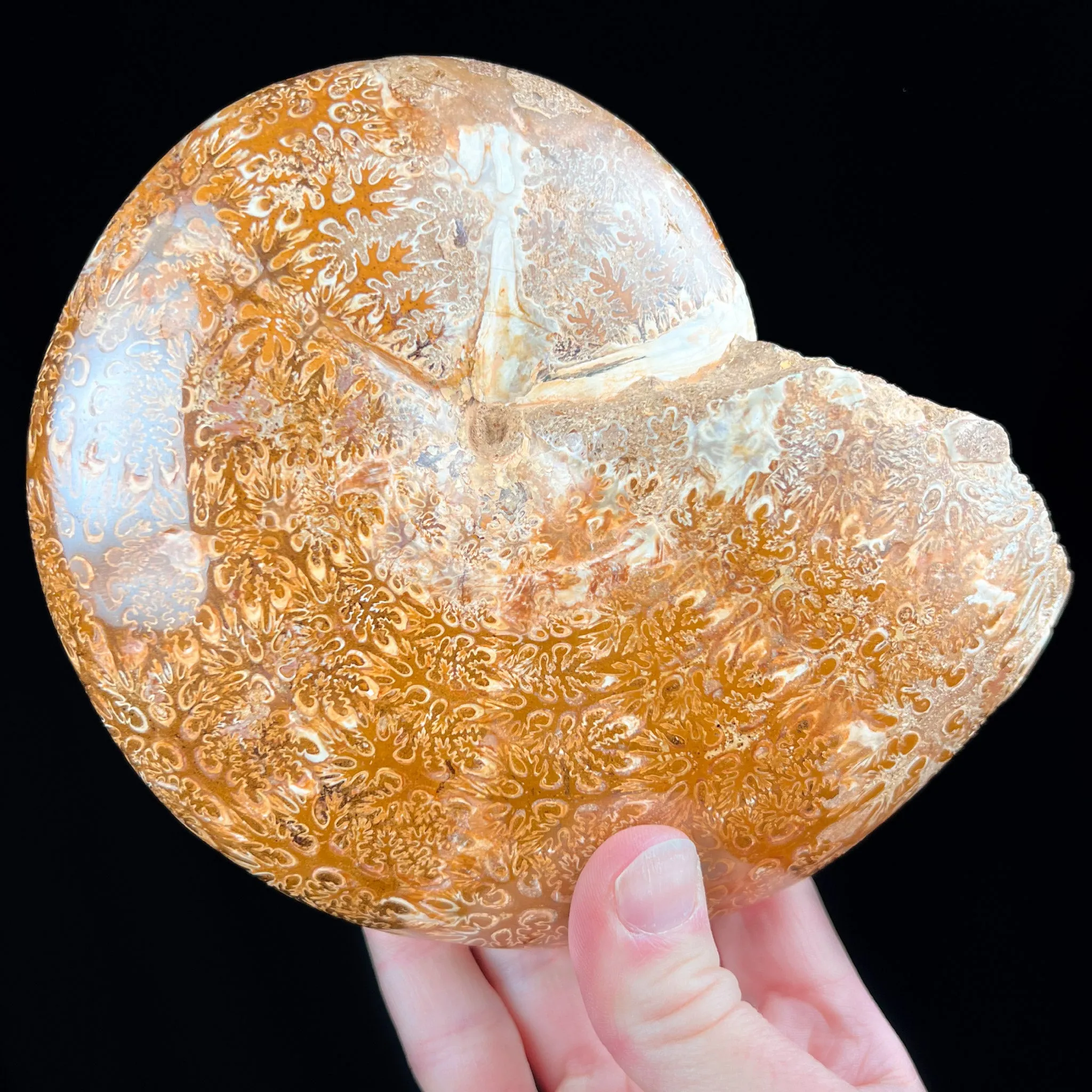 Large Phylloceras Ammonite