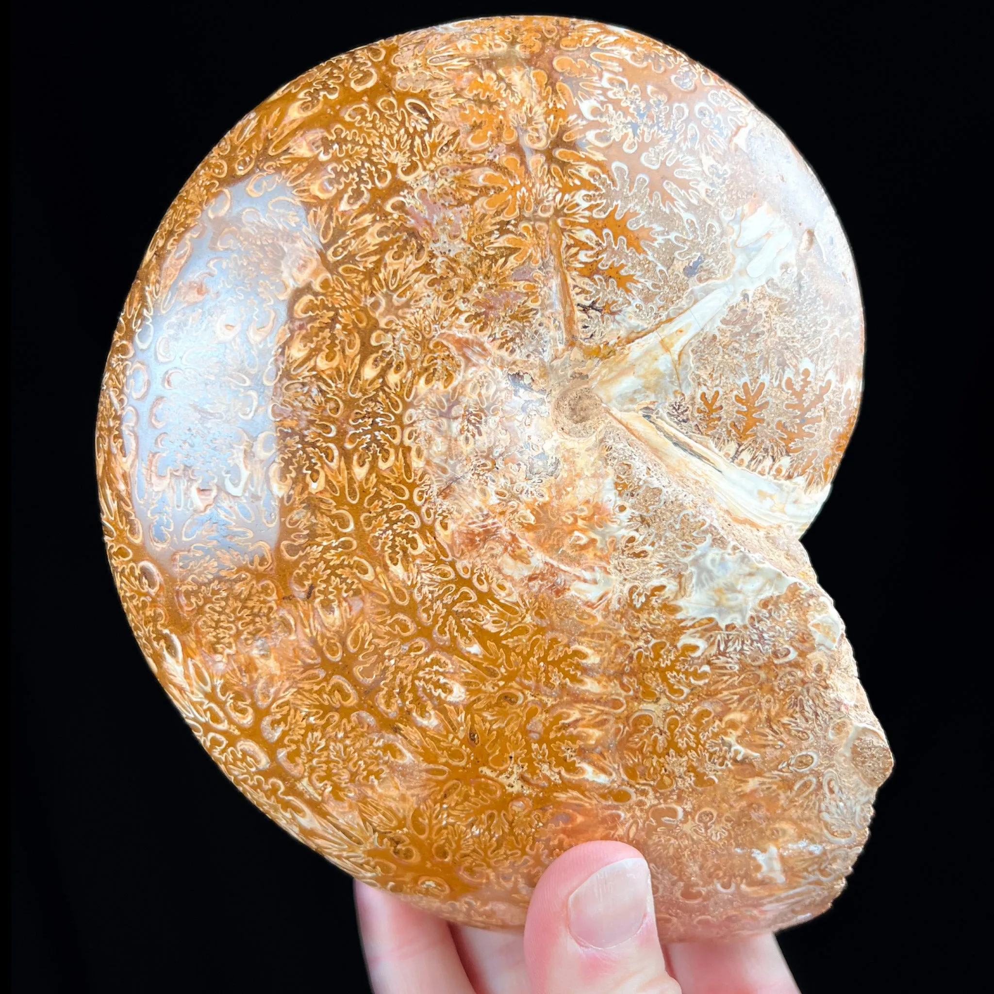 Large Phylloceras Ammonite