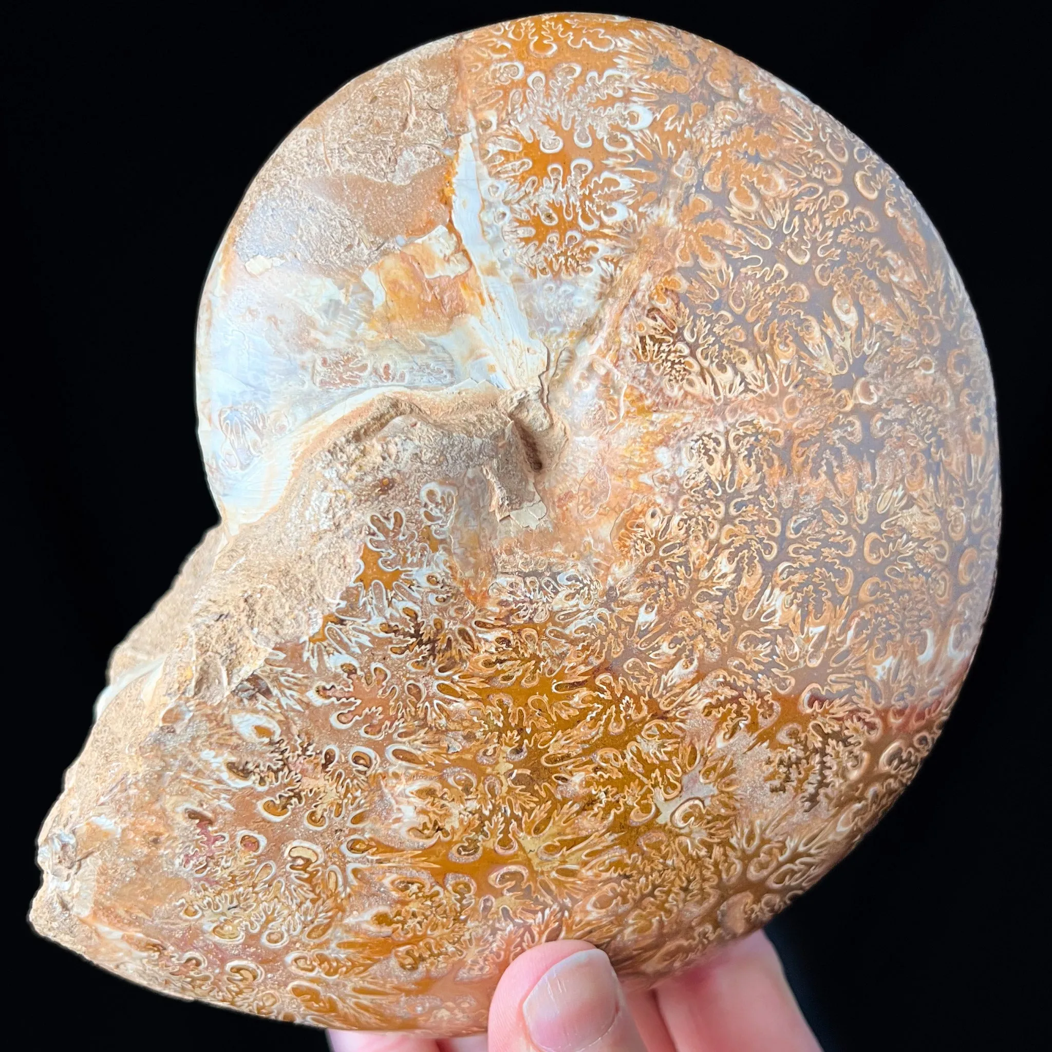 Large Phylloceras Ammonite