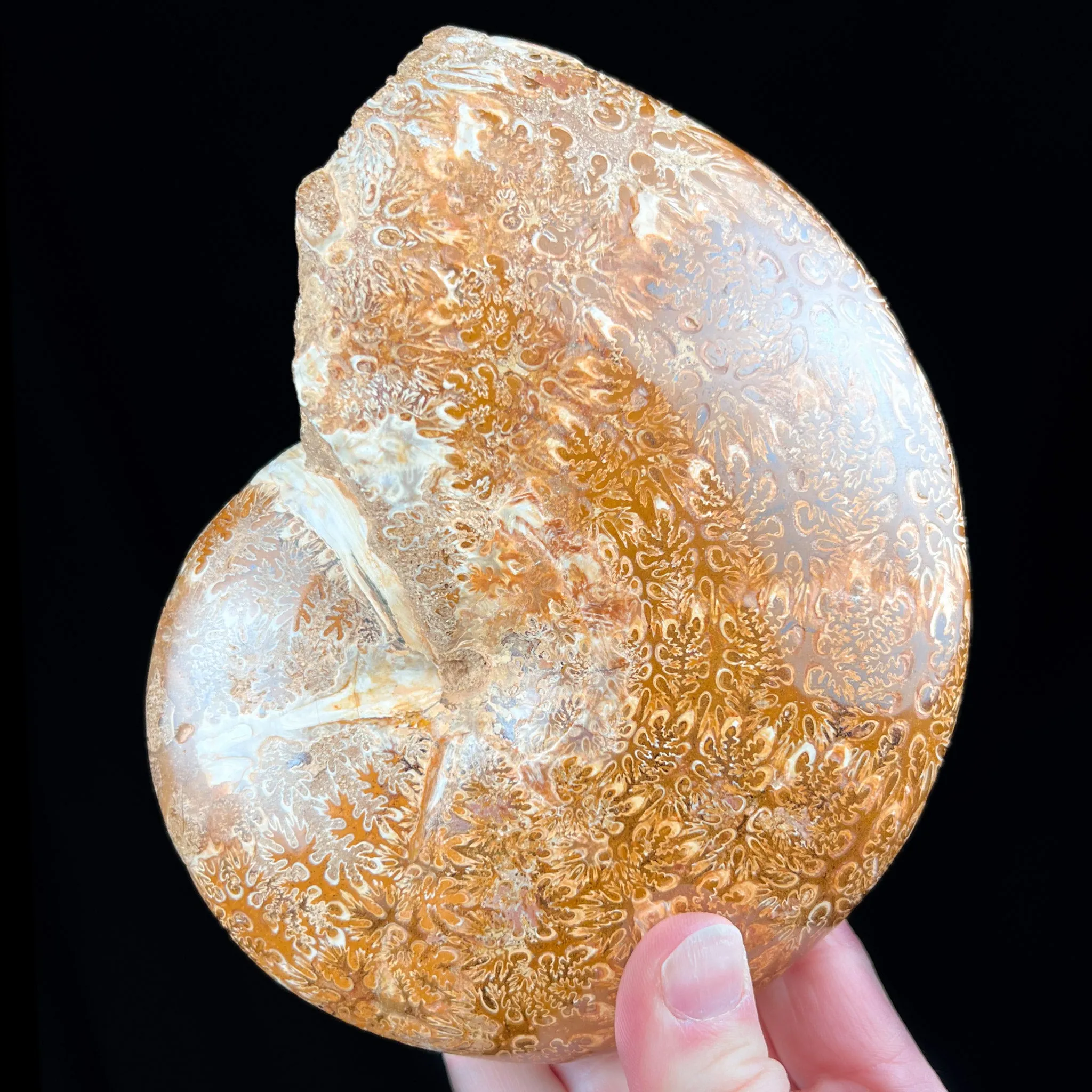 Large Phylloceras Ammonite